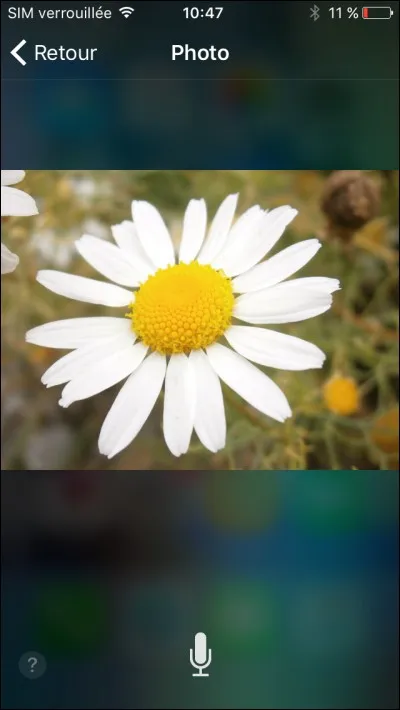 Quel est le nom de cette fleur ?