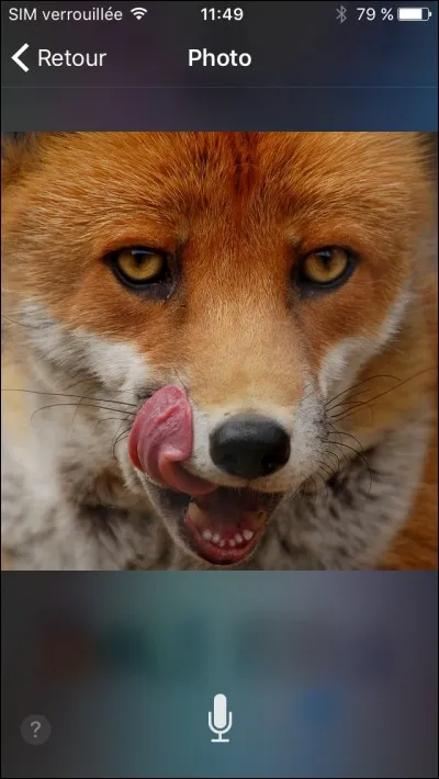 Quel est cet animal ?