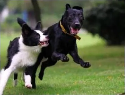 Tu trouves un intrus sur ton territoire...