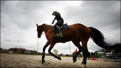 Au pas, pour déplacer les hanches du cheval vers la gauche, il faut :