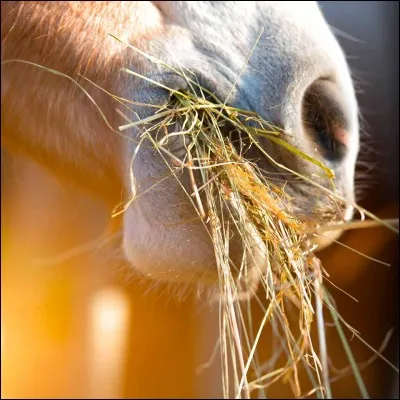 Que sais-tu sur l'alimentation des chevaux ?
Clique sur la bonne proposition :