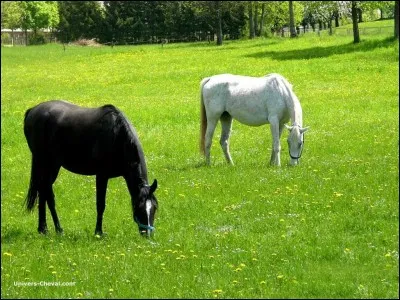 Comment doit-on procéder pour attraper un cheval ?