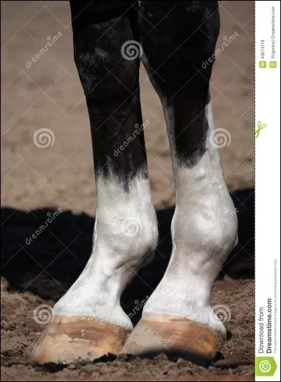 Comment s'appelle la partie qui se situe au-dessus des sabots ?