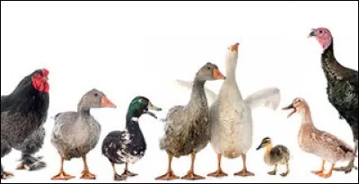 Traduisez : Volaille