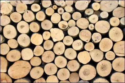 Comment s'appelle l'outil pour couper du bois ?