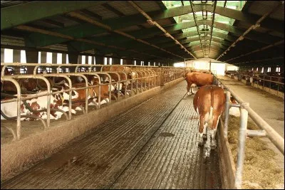 Où habite la vache ?