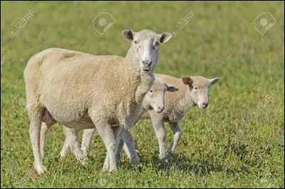 Comment s'appelle le père de l'agneau ?