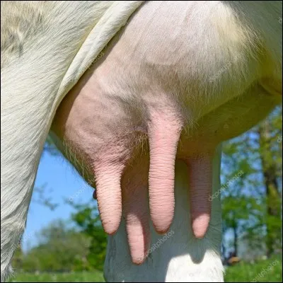 Combien la vache a-t-elle de pis ?