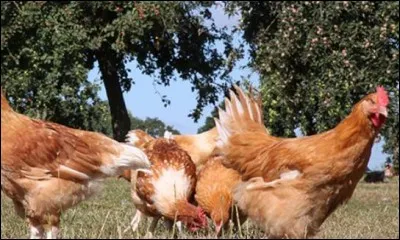 Ces volailles de Janzé disposent d'une appellation qui prouve leur provenance et leur qualité. Quelle est cette indication ?