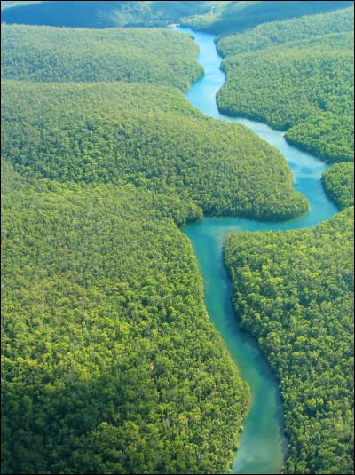 Quel est le nombre approximatif d'arbres en Amazonie en 2018 ?