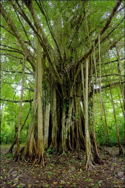 Quel pourcentage de la surface de la forêt amazonienne a été dévasté ?