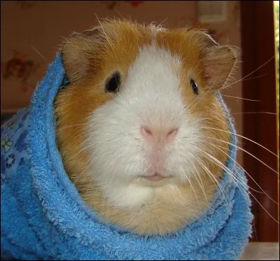 Aiment-ils être seuls ?