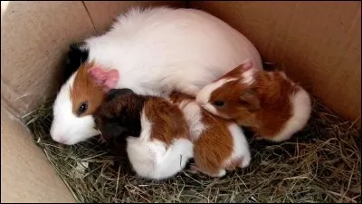 Combien de temps dure la gestation ?