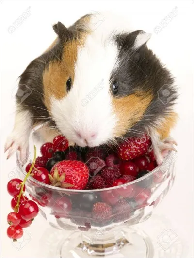 Faut-il les laisser dans une pièce sombre ?