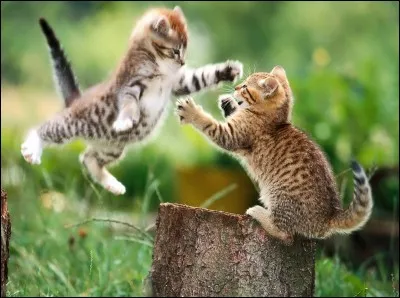 Qui a donné à Étoile de Feu la bienveillance ?