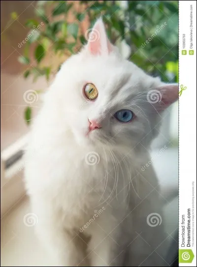 Qui est le père de Flocon de Neige ?