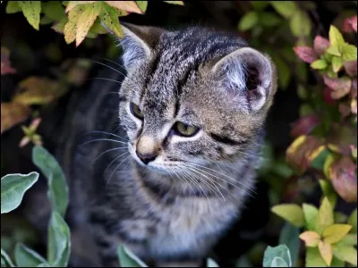 Quand il de Geai a trouvé l'étrange bâton, quelles plantes devait-il normalement cueillir ?
