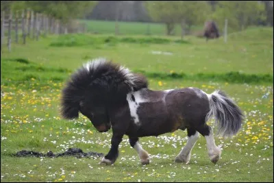 Quelle est la race de ce poney ?