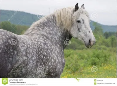 Quel est ce cheval ?
