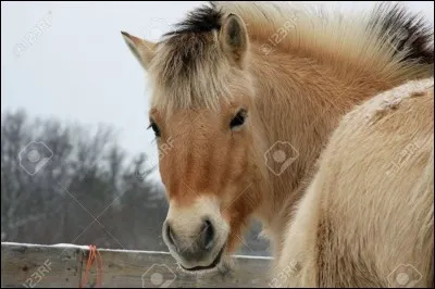 Quel est ce cheval ?