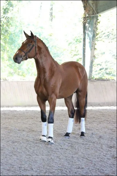 Quel est ce cheval ?