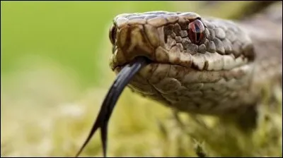 Qui parle fourchelang ?