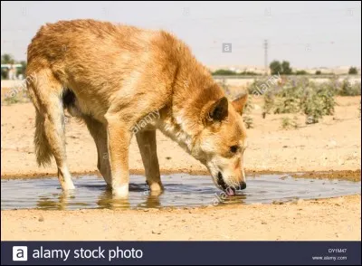 Ne prenez pas celle-ci ,vous pourriez vous blesser, mais si vous savez la prendre, elle transportera votre repas. Voyez-vous 36 chandelles ?