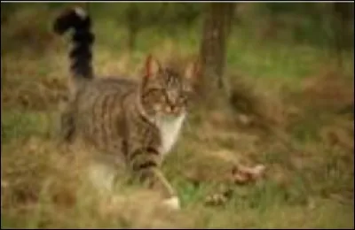 Quelle est ta place dans le clan ?