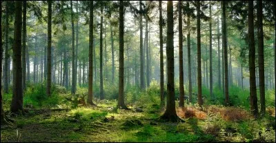 Quel est ton endroit dans la for&ecirc;t ?