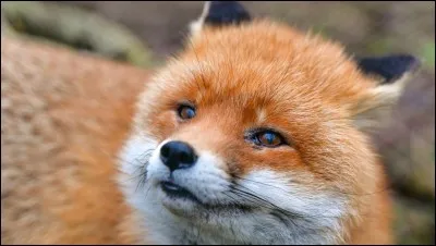 Quel animal préfères-tu ?