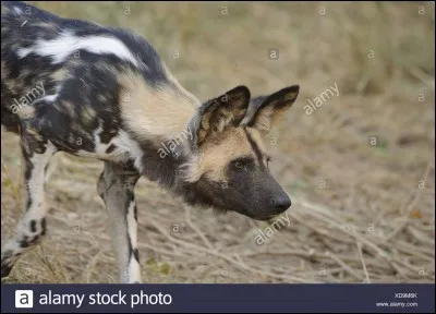Quel est ce canidé ?