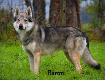 Quel est ce canidé ?