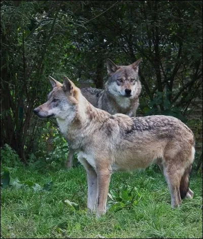 Le loup vit :
