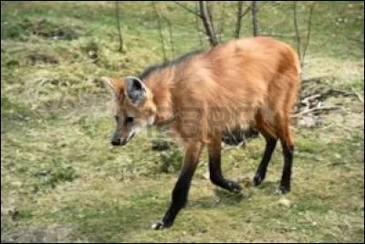 Quel est ce canidé ?