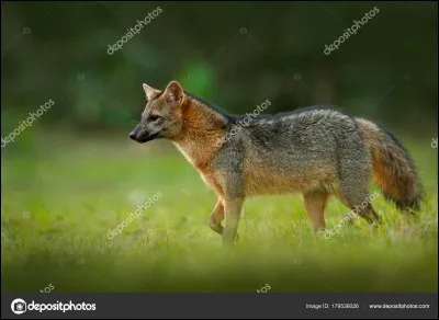 Quel est ce canidé ?