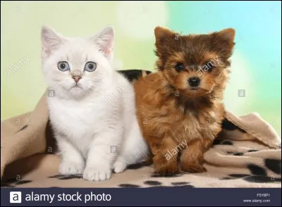 Lequel trouves-tu le plus mignon ?