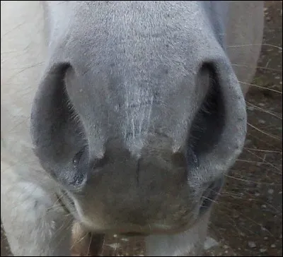 Quelle est cette partie du cheval ?