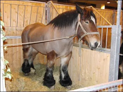 Quel est ce type de cheval ?