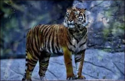 Quel est le poids maximal d'un tigre ?