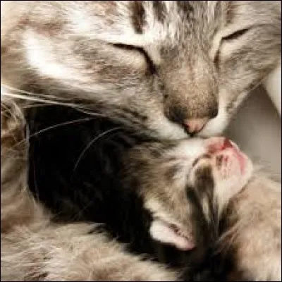 Les chats font partie de la famille des ursidés.