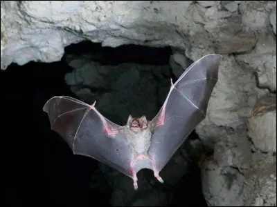 Au départ, c'est un personnage de fiction, essayez de ne pas trouver son prénom au radar, mais grace à vos connaissances !