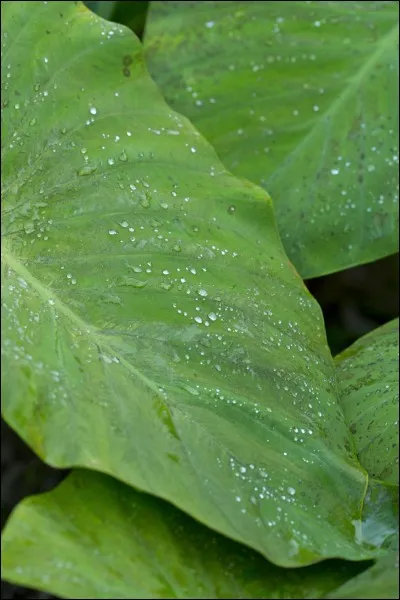Comment s'appelle cette feuille qui ressemble un peu aux épinards ?