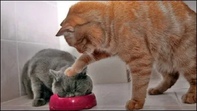 Si un chat domestique te demande de rejoindre ton clan, quelle est ta réaction ?