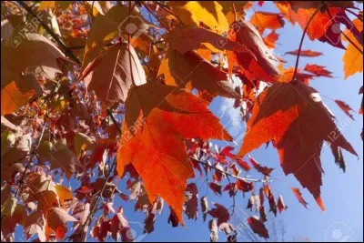 En début d'automne, les feuilles tombent des arbres.