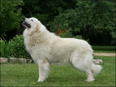 Devine la race de ce chien.