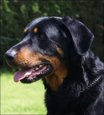 Devine la race de ce chien.