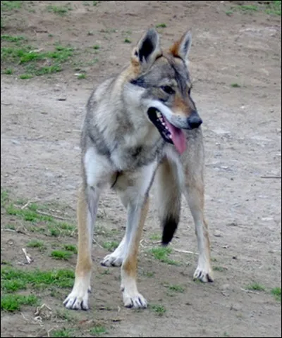 Devine la race de ce chien.