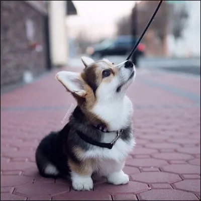 Devine la race de ce chien.