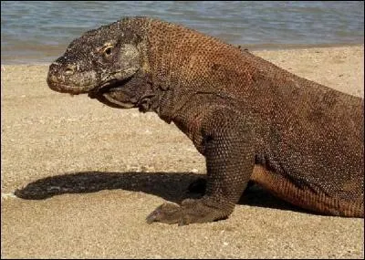 Quel est cet animal ?