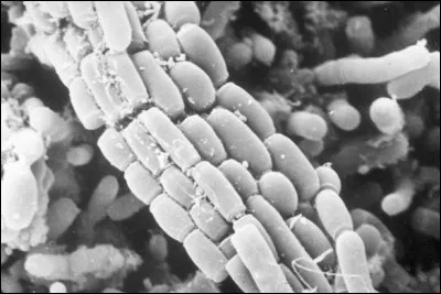 Qu'est-ce qu'un micro-organisme pathogène ?